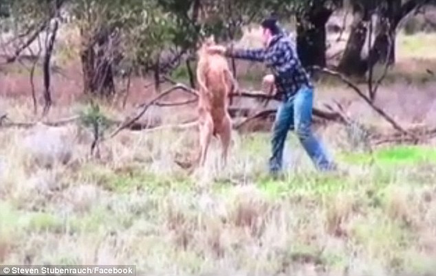 The man and the kangaroo stood toe-to-toe before he threw a right-hand punch. Image: Steven Stubenrauch/Facebook.
The man and the kangaroo stood toe-to-toe before he threw a right-hand punch. Image: Steven Stubenrauch/Facebook.