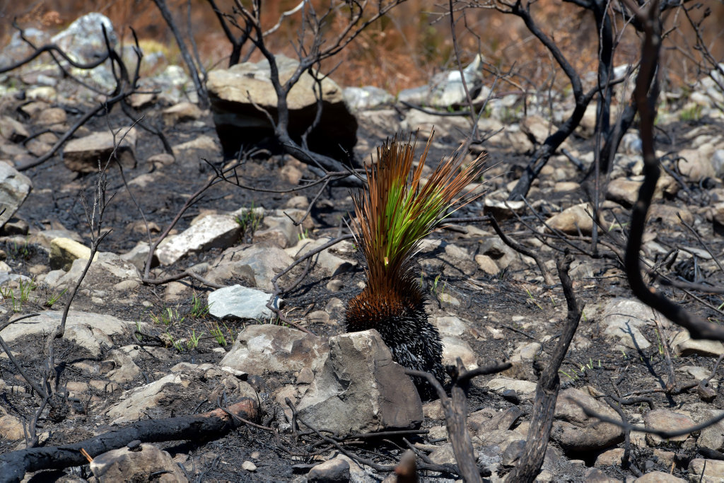 Much of the vegetation has been left blackened and burnt by the recent fire. Much of the vegetation has been left blackened and burnt by the recent fire.