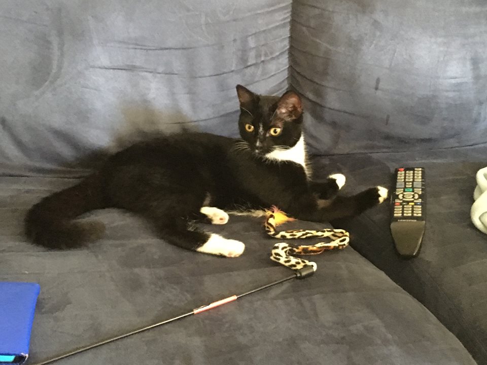 Lillian the cat. Lillian the cat.