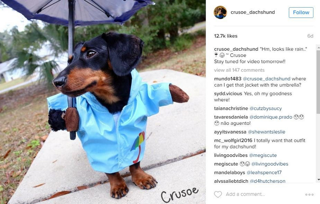 Stop it, Crusoe. You're killing us with your cuteness. Stop it, Crusoe. You're killing us with your cuteness.