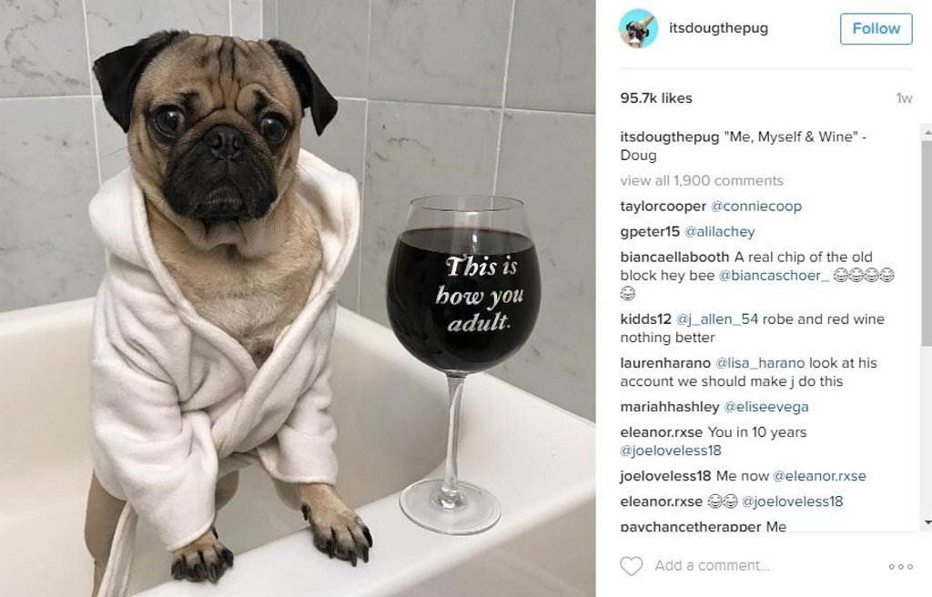 Doug the Pug is perhaps one of the most well-known dogs of Insta. Doug the Pug is perhaps one of the most well-known dogs of Insta.