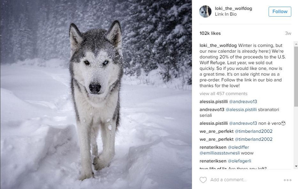 The stunning Loki appears among photos of incredible landscapes, always the star of course. The stunning Loki appears among photos of incredible landscapes, always the star of course.