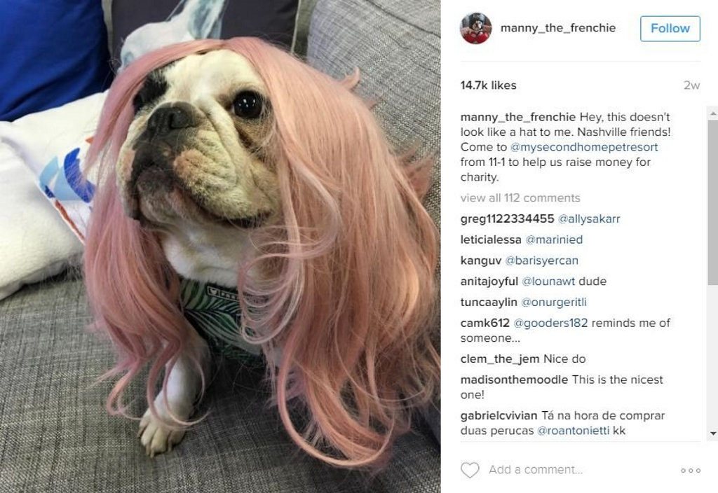 Manny the Frenchie - everyone's new favourite breed. Manny the Frenchie - everyone's new favourite breed.
