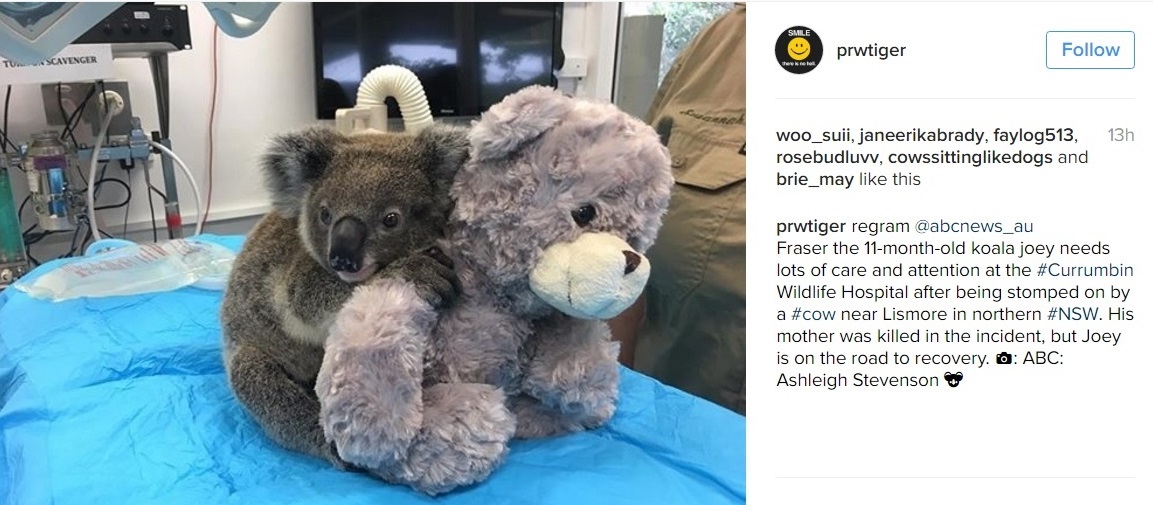Fraser the joey is on the mend after a cow attack. Fraser the joey is on the mend after a cow attack.