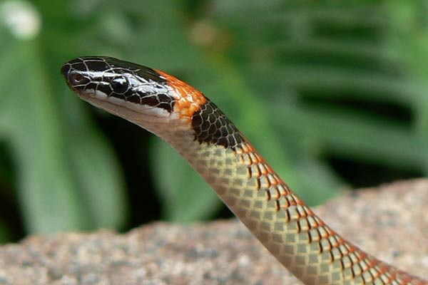 Red-naped snakes are considered harmless. Red-naped snakes are considered harmless.