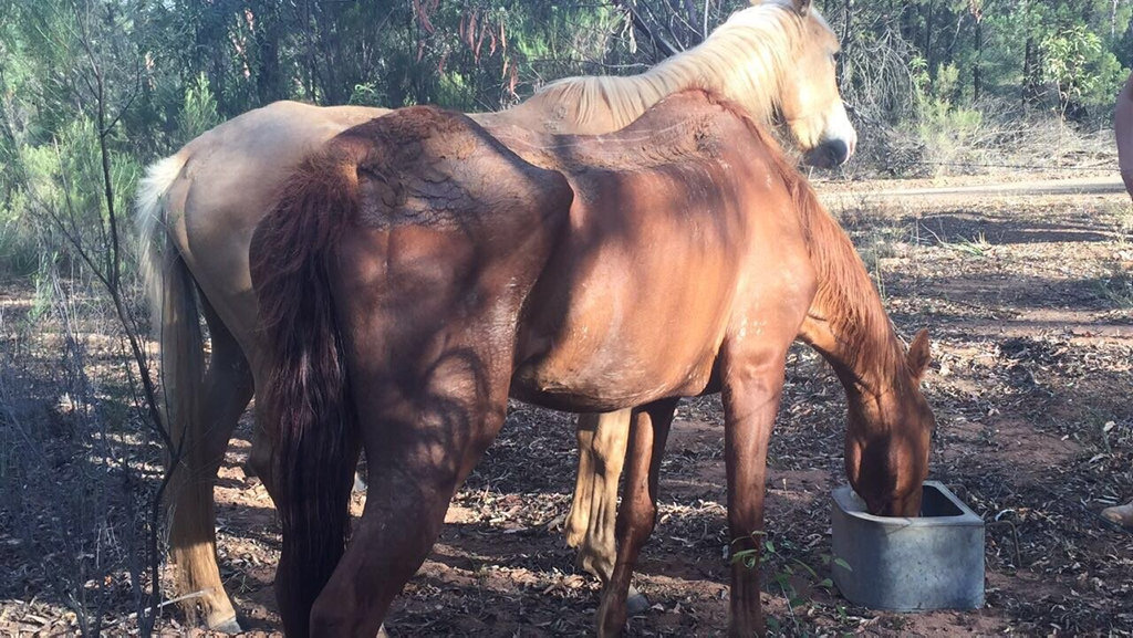 The RSPCA is investigating after three horses were found in poor condition in a Leyburn property with little food and water. The RSPCA is investigating after three horses were found in poor condition in a Leyburn property with little food and water.