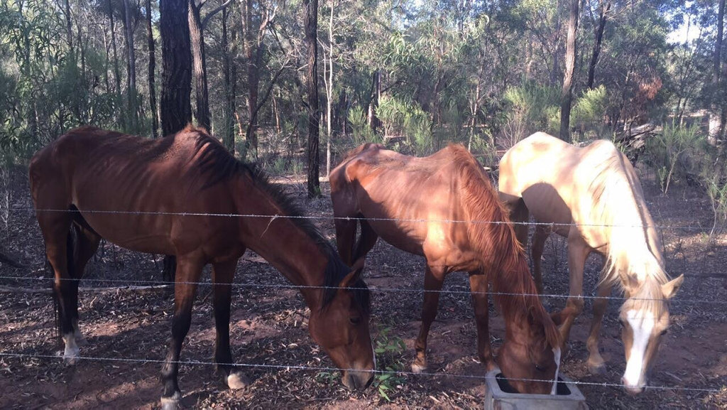 The RSPCA is investigating after three horses were found in poor condition in a Leyburn property with little food and water. The RSPCA is investigating after three horses were found in poor condition in a Leyburn property with little food and water.