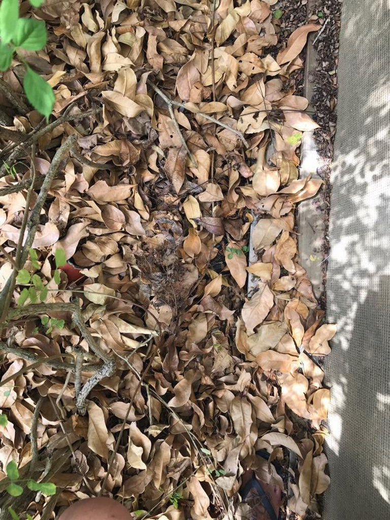 GETTING AROUND: Snakes are out and about and will be again in the next few days. GETTING AROUND: Snakes are out and about and will be again in the next few days.
