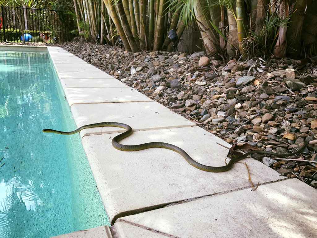 GETTING AROUND: Snakes are out and about and will be again in the next few days. GETTING AROUND: Snakes are out and about and will be again in the next few days.