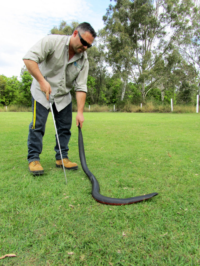 Bryan Robinson with a red-bellied black snake. Photo: Contributed Bryan Robinson with a red-bellied black snake. Photo: Contributed