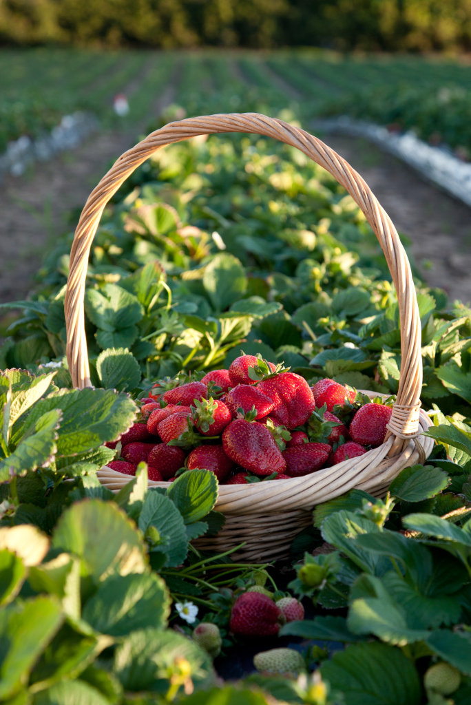 Strawberries at the McMartin farm. Strawberries at the McMartin farm.
