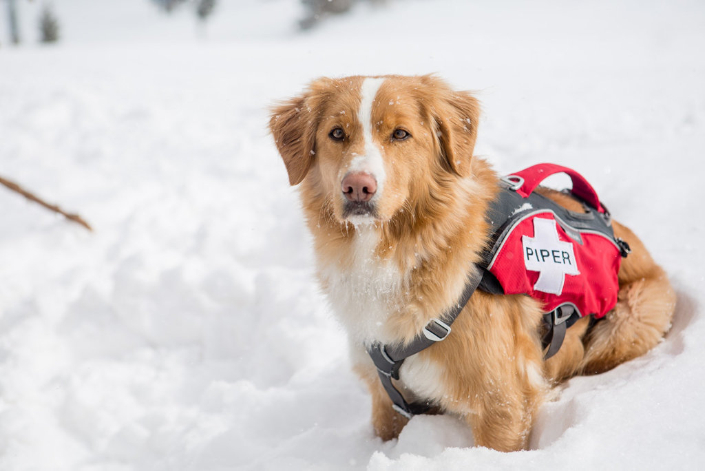 An avalanche rescue dog in a scene from the TV series Dogs: The Untold Story. An avalanche rescue dog in a scene from the TV series Dogs: The Untold Story.