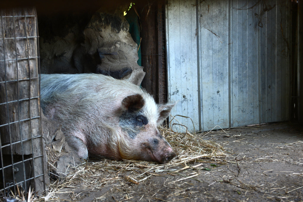 Polly the pig is resting in her pen at Djanbung Gardens after a vicious attack early Wednesday morning. Polly the pig is resting in her pen at Djanbung Gardens after a vicious attack early Wednesday morning.