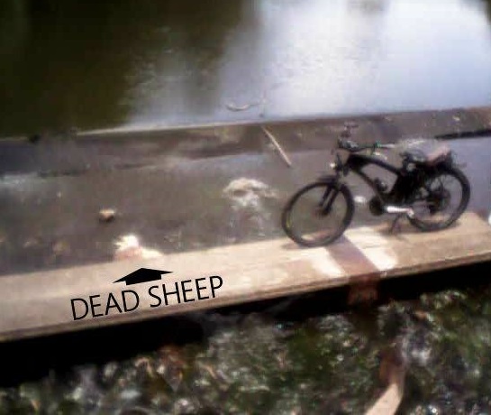 Dead sheep in Condamine River at Warwick Dead sheep in Condamine River at Warwick