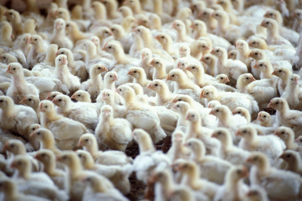 Are you OK with contributing to the deaths of these chickens? Are you OK with contributing to the deaths of these chickens?