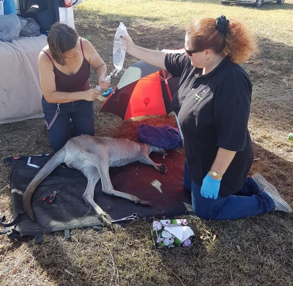 Wildlife carers remove the arrow from the kangaroo. Wildlife carers remove the arrow from the kangaroo.