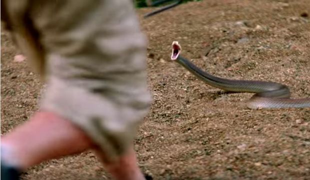 An aggressive Taipan strikes. Source: YouTube. An aggressive Taipan strikes. Source: YouTube.