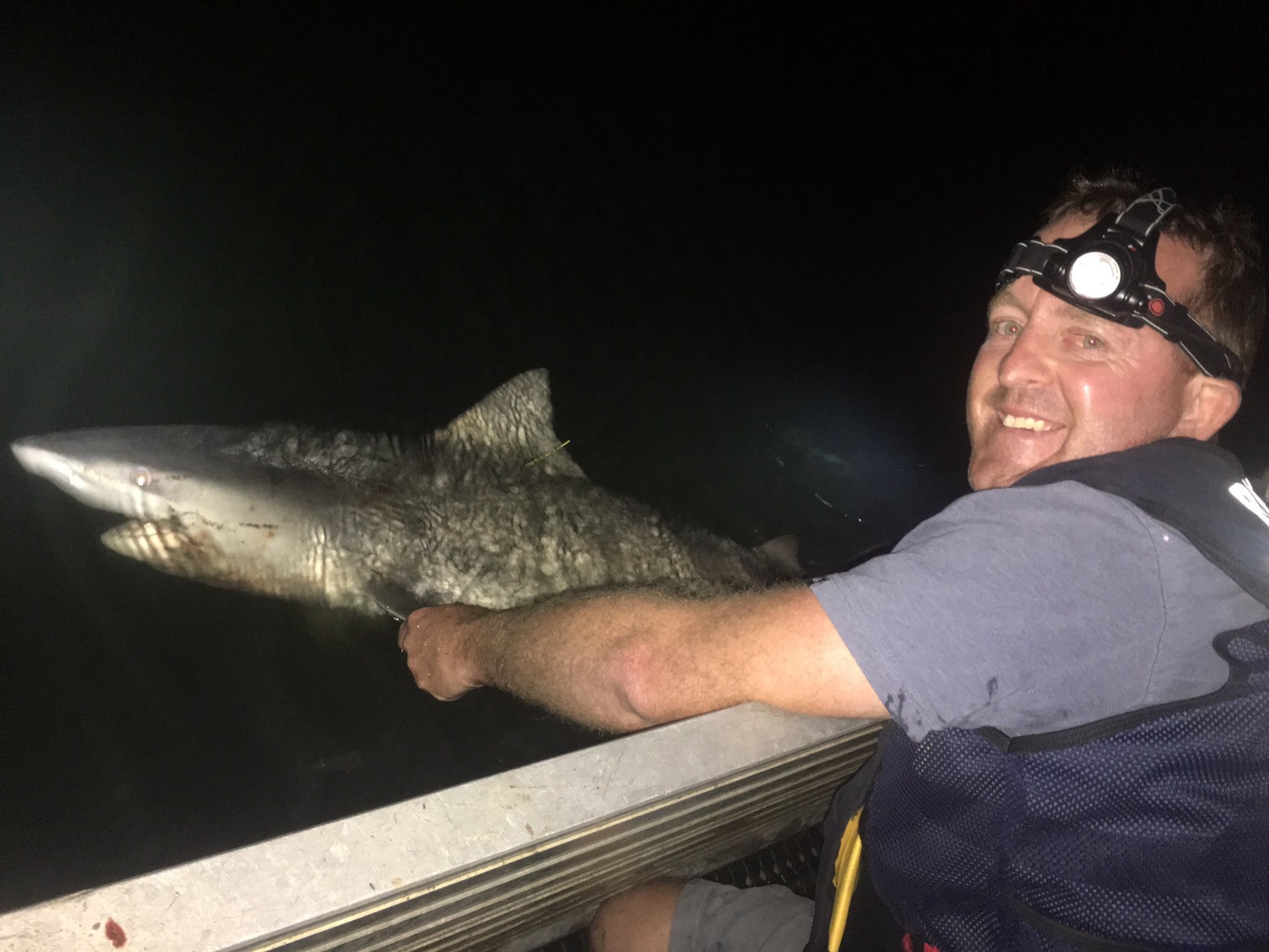 Two bull sharks tagged and released in the Bellinger River this week will give researchers an insight into their breeding and migratory patterns in the river. Two bull sharks tagged and released in the Bellinger River this week will give researchers an insight into their breeding and migratory patterns in the river.