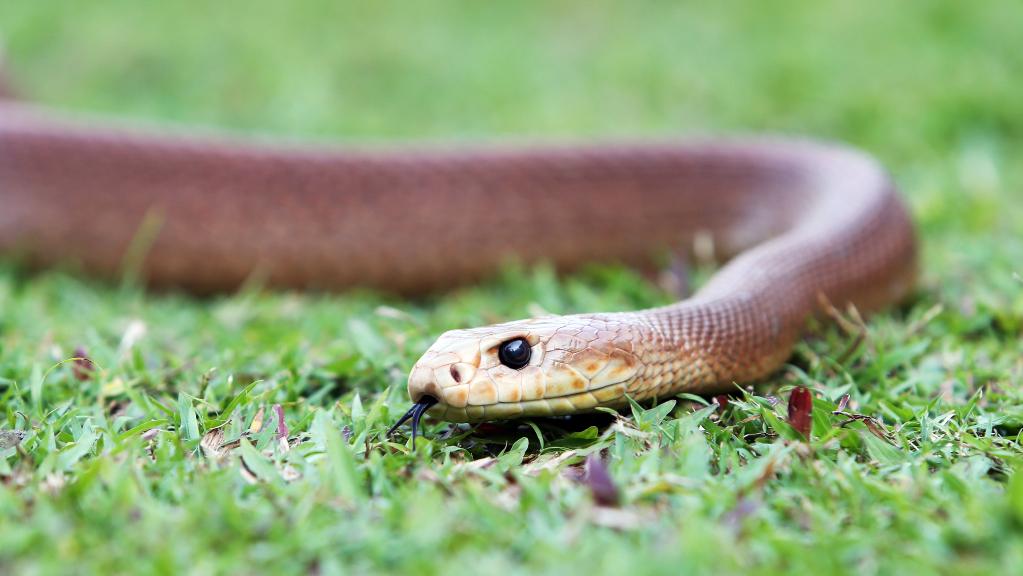A coastal taipan pictured at Cairns Tropical Zoo A coastal taipan pictured at Cairns Tropical Zoo