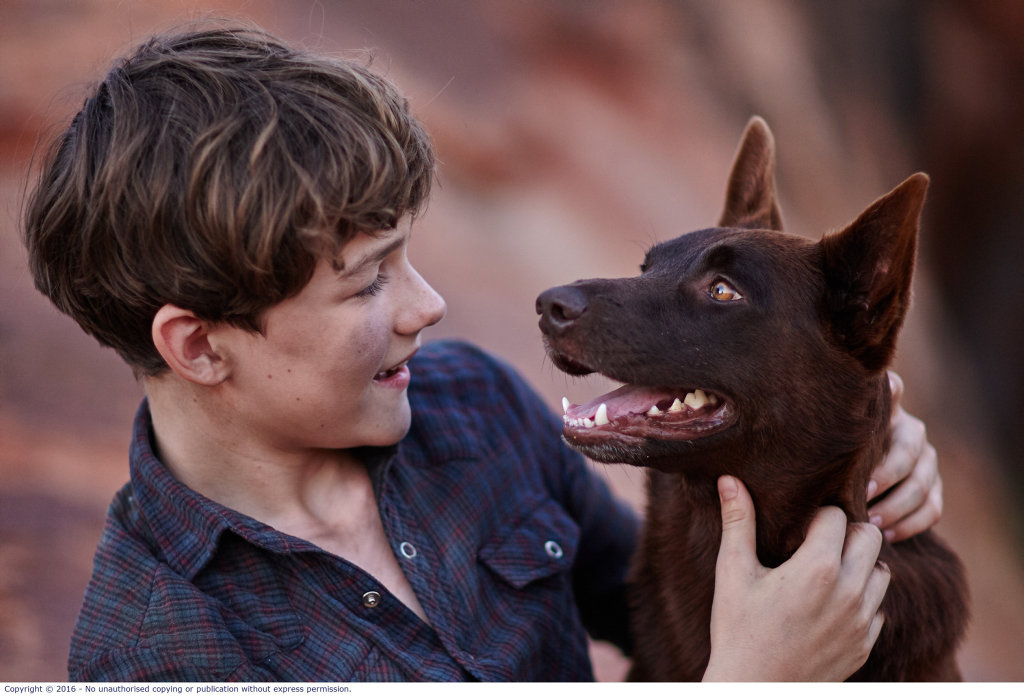 Levi Miller and the dog Phoenix in a scene from the movie Red Dog: True Blue. Levi Miller and the dog Phoenix in a scene from the movie Red Dog: True Blue.