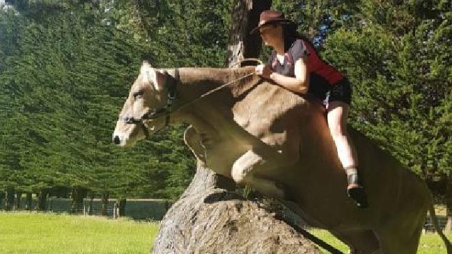 Hannah Simpson rides her cow bareback. Hannah Simpson rides her cow bareback.
