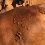 The cattle all carry this distinctive brand The cattle all carry this distinctive brand