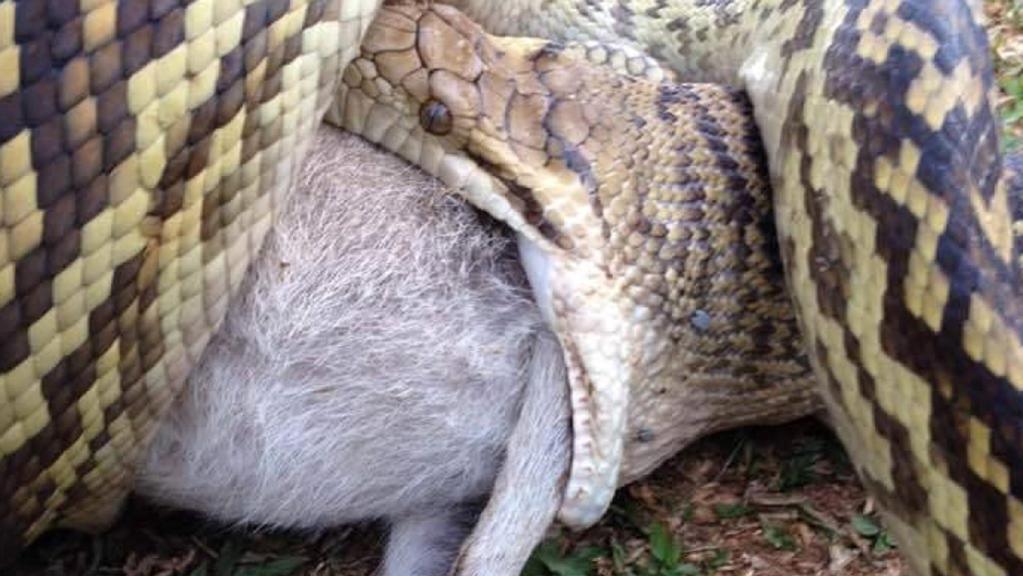 This python was snapped eating a wallaby at Kuranda.
This python was snapped eating a wallaby at Kuranda.