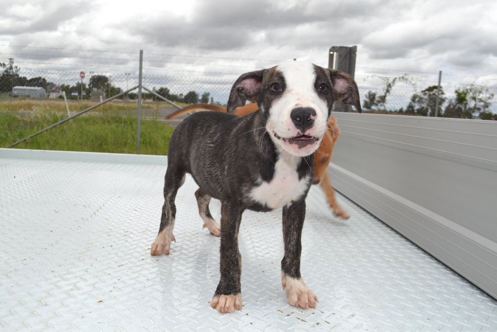 Image for sale: Unbelievably, this pup is from the same litter as her golden sister so is also a bull arab cross. She is nine weeks old, very energetic and still needs her vaccinations.