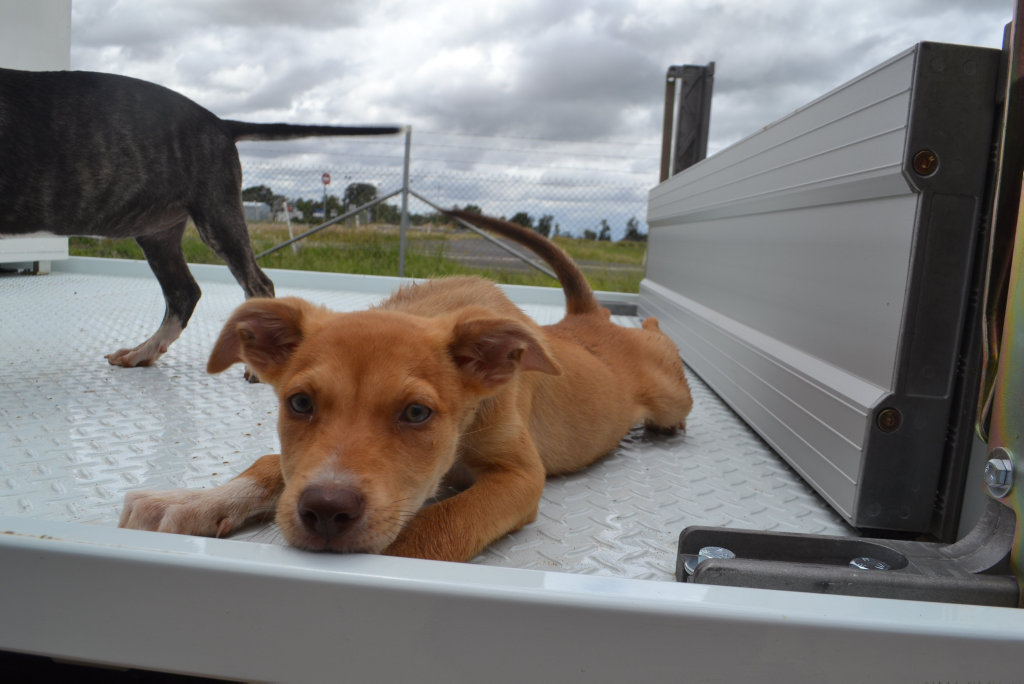 Image for sale: This gorgeous little golden girl is thought to be a bull arab cross. She is nine weeks old and has not had any of her vaccinations.
