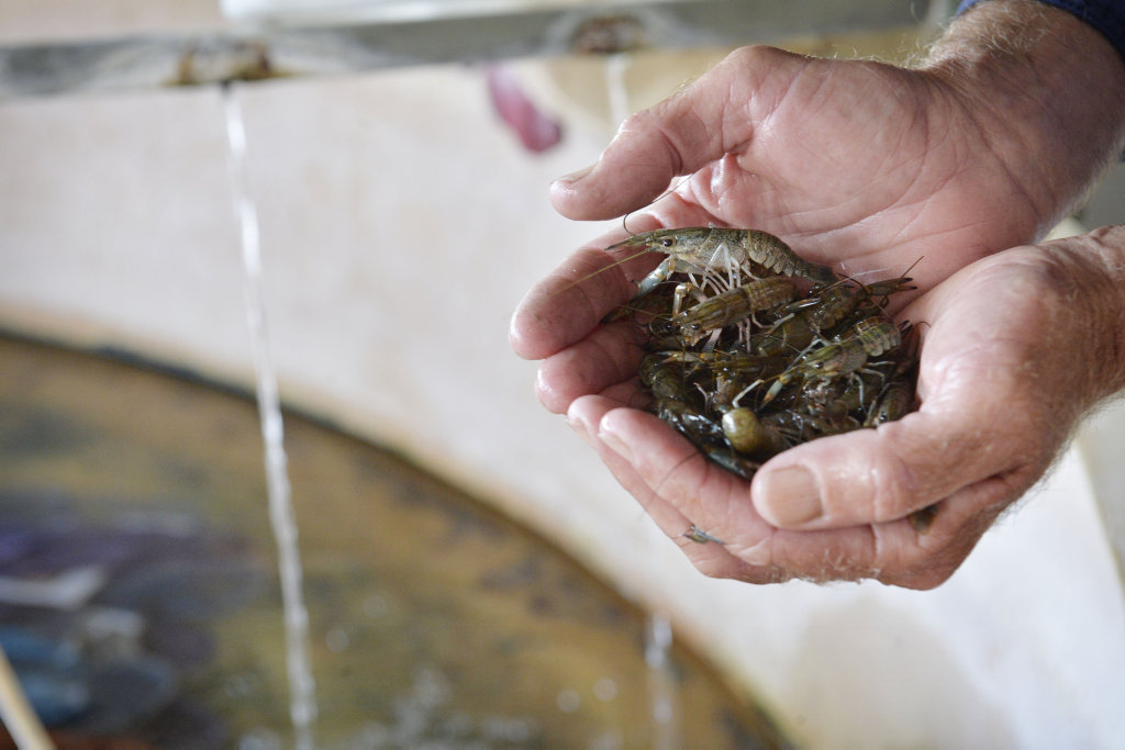 Freshwater Crayfish Traders at Tarome. Freshwater Crayfish Traders at Tarome.