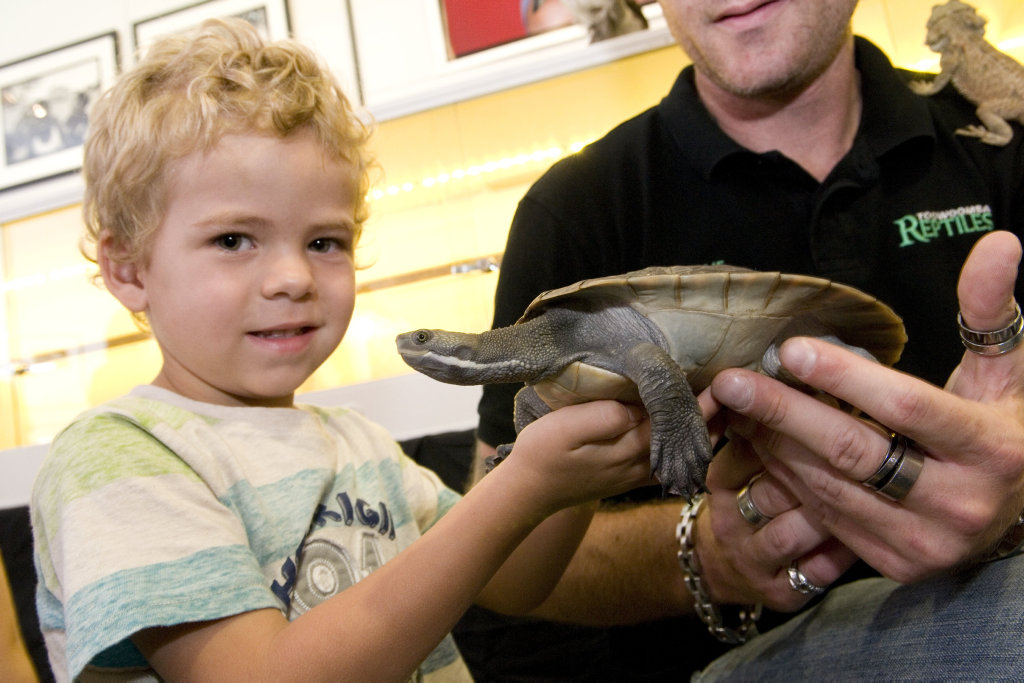 Samson Pittorino with a Macquarie turtle ahead of Cobb and Co's Rapt in Reptiles holiday program, Thursday, January 02, 2014. Photo Kevin Farmer / The Chronicle