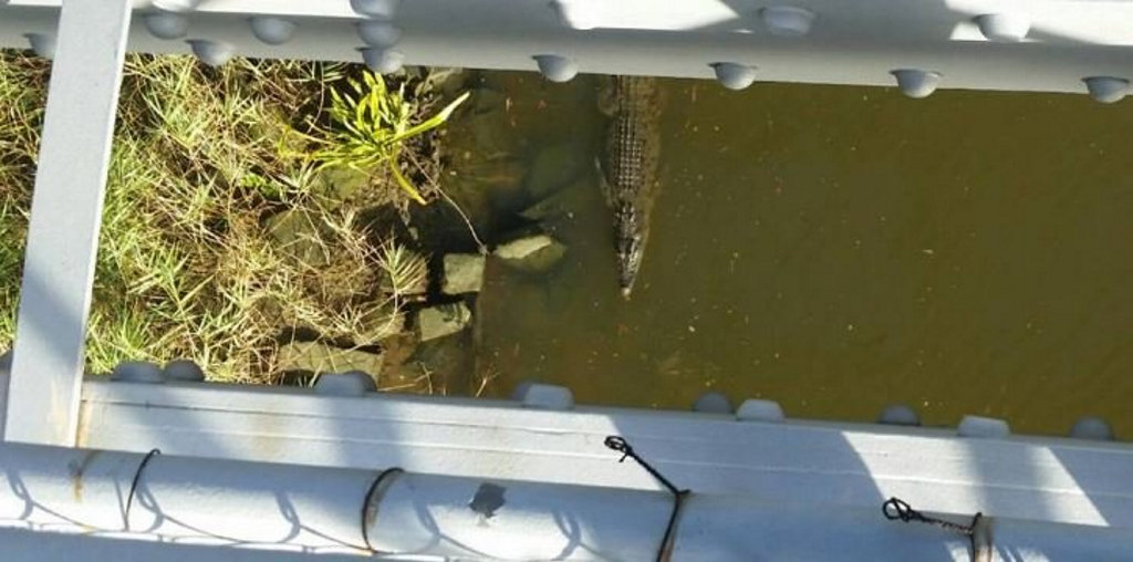 Instagram user Kama Burgess spotted this croc lurking in the #mightyfitzroy yesterday morning. Instagram user Kama Burgess spotted this croc lurking in the #mightyfitzroy yesterday morning.