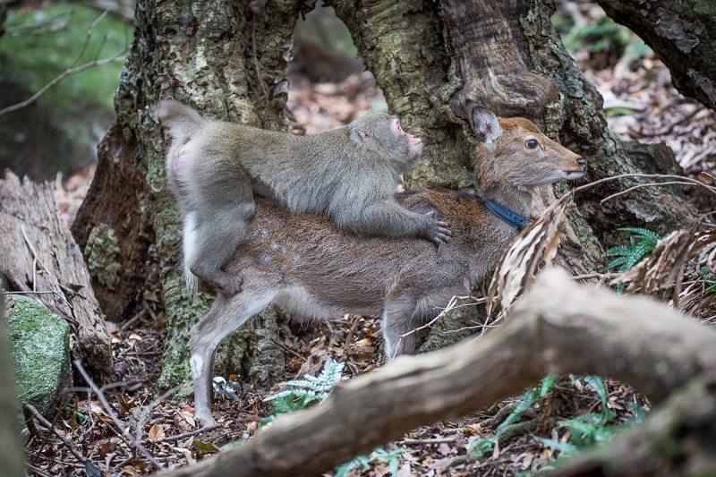 A Macaque monkey on the back of a Sika deer. A Macaque monkey on the back of a Sika deer.