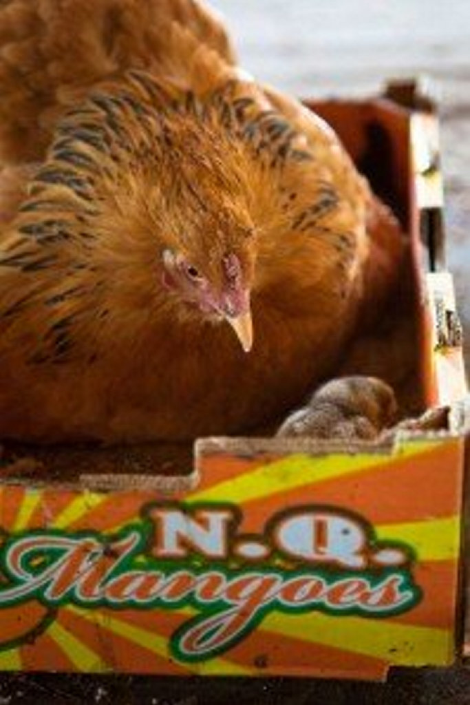 Penny the chook is one of the real-life characters on Blue Gum Farm TV.