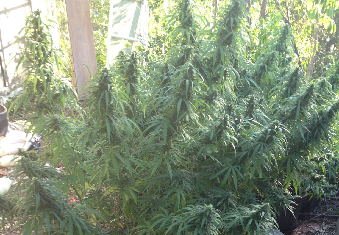 Eleven mature plants, valued about $50,000, were found.