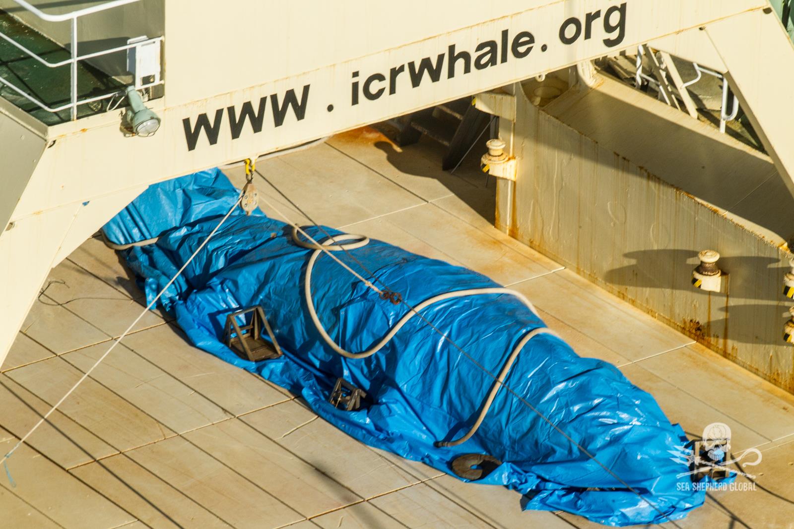 A slaughtered minke whale slaughtered by the Japanese A slaughtered minke whale slaughtered by the Japanese