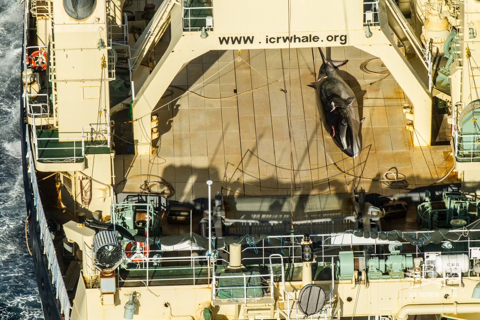 It is the first dead Antarctic minke whale to be documented since the ICJ ruling against Japanese whale poachers, according to Sea Shepherd
It is the first dead Antarctic minke whale to be documented since the ICJ ruling against Japanese whale poachers, according to Sea Shepherd