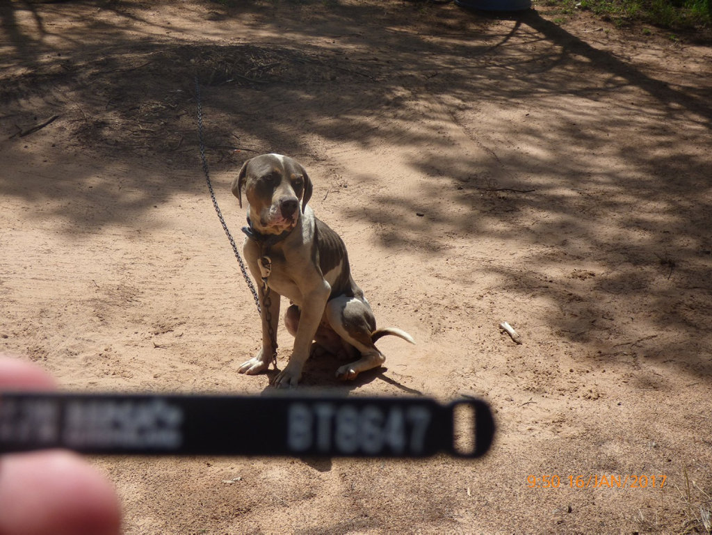 PUPPY FARM: Some of the dogs seized from a Glenarbon property where an alleged puppy farm was uncovered on Monday. PUPPY FARM: Some of the dogs seized from a Glenarbon property where an alleged puppy farm was uncovered on Monday.