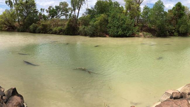 Swarms of saltwater crocodiles gather at Cahills crossing. Swarms of saltwater crocodiles gather at Cahills crossing.