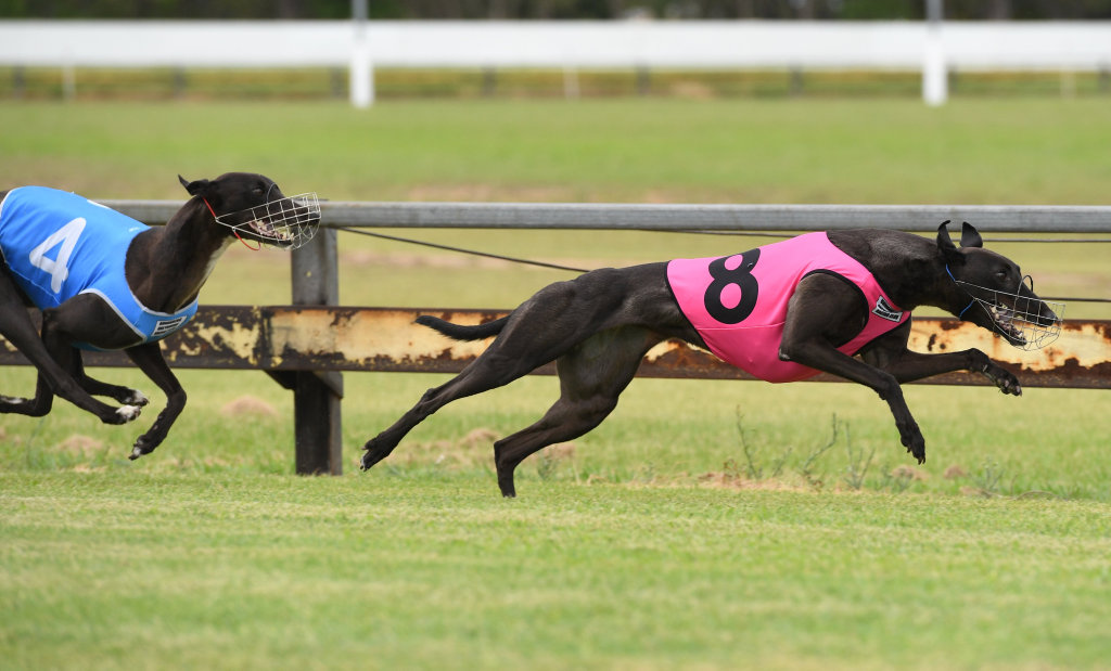 GREYHOUNDS: The finish of race one at Thabeban Park which was won by number eight Smiles All round. GREYHOUNDS: The finish of race one at Thabeban Park which was won by number eight Smiles All round.