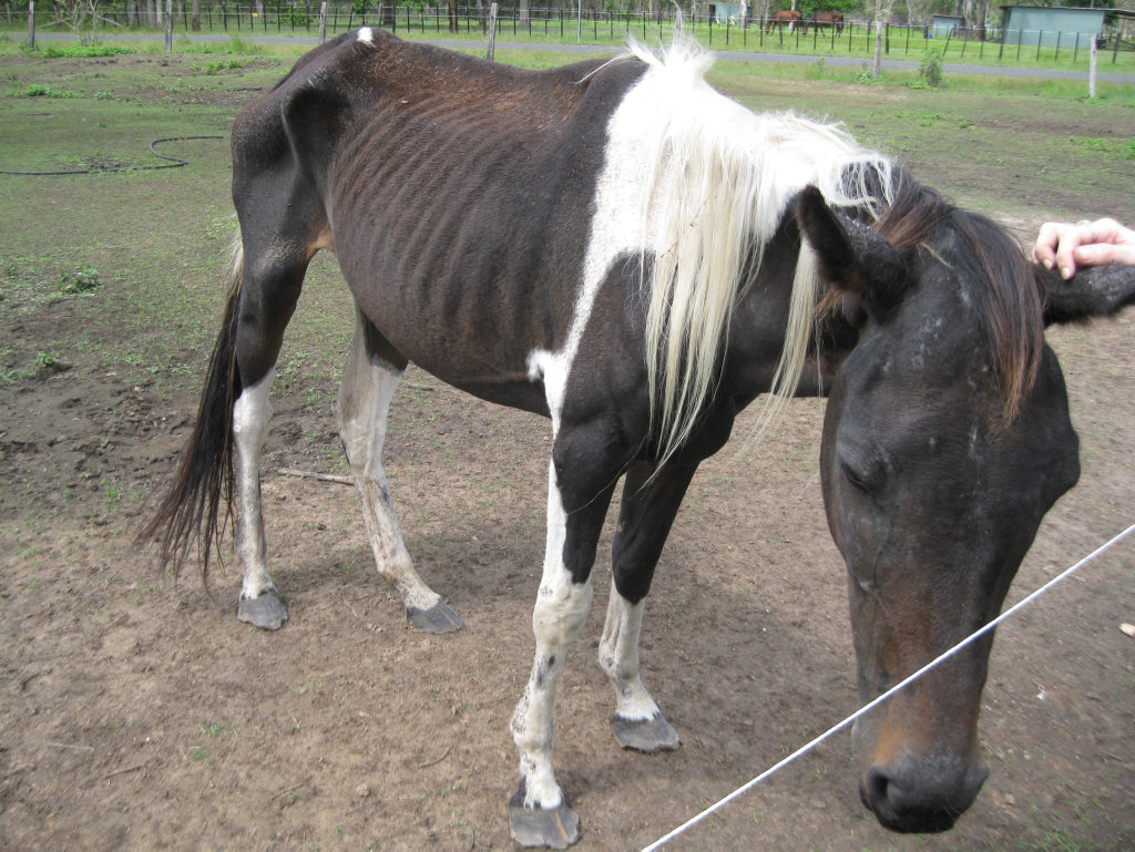 STARVING: Tiffany was left looking shockingly thin after being severly underfed by her owners. STARVING: Tiffany was left looking shockingly thin after being severly underfed by her owners.