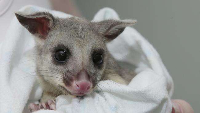 Georgie the possum is now with Wildcare Australian. Georgie the possum is now with Wildcare Australian.