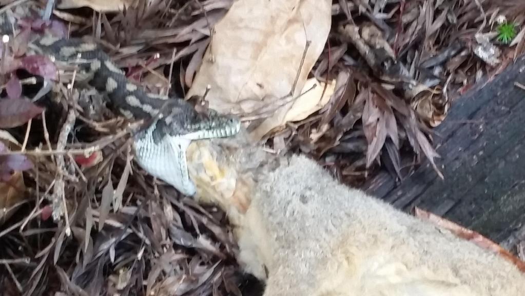 A baby brushtail possum slipped out of his mother’s pouch while she was being devoured by a python near Burpengary. A baby brushtail possum slipped out of his mother’s pouch while she was being devoured by a python near Burpengary.