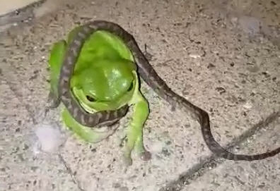A big green tree frog making a meal of the baby python. A big green tree frog making a meal of the baby python.