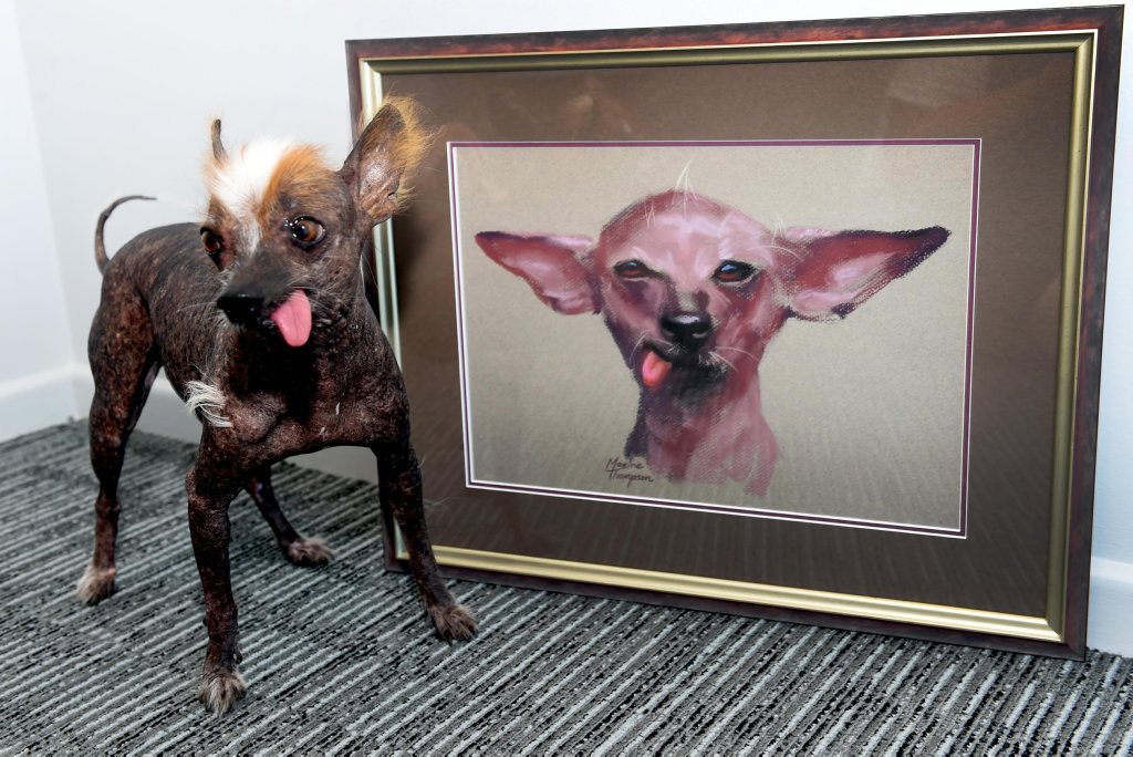 John Magor's Chinese crested Ko-ko, has posed for artist Maxine Thompson. John Magor's Chinese crested Ko-ko, has posed for artist Maxine Thompson.