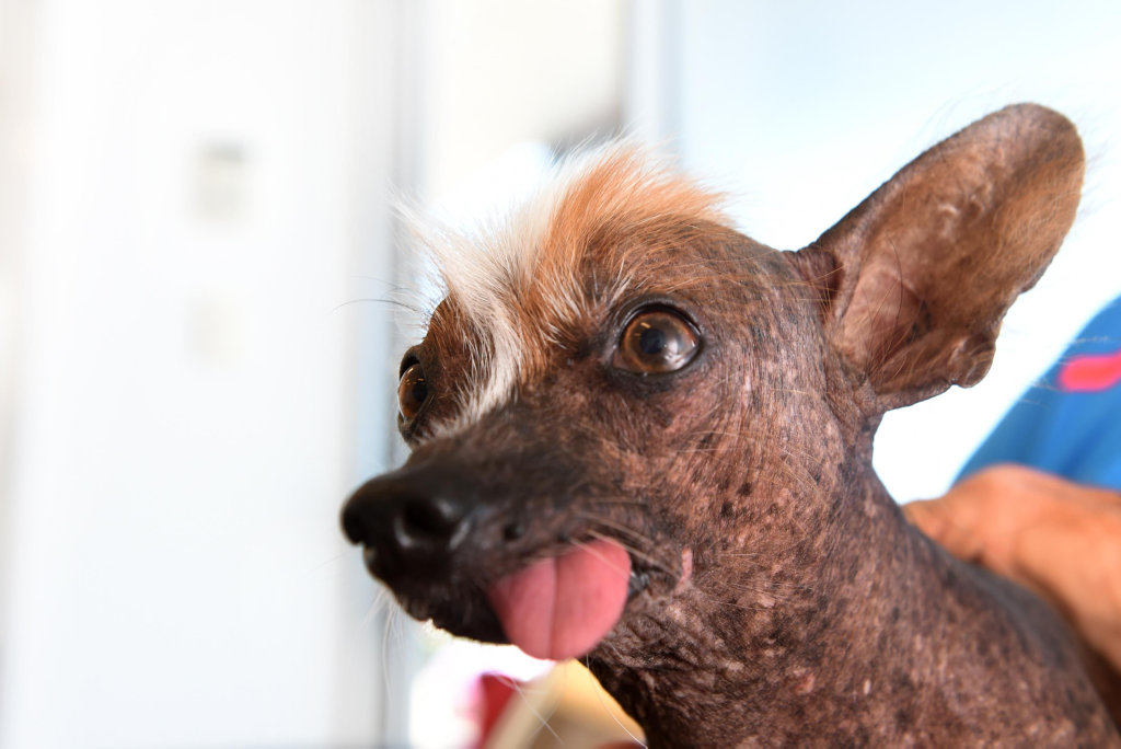 Image for sale: Immortalised in pastel - John Magor's endearingly ugly chinese crested Coco, has posed for artist Maxine Thompson.
