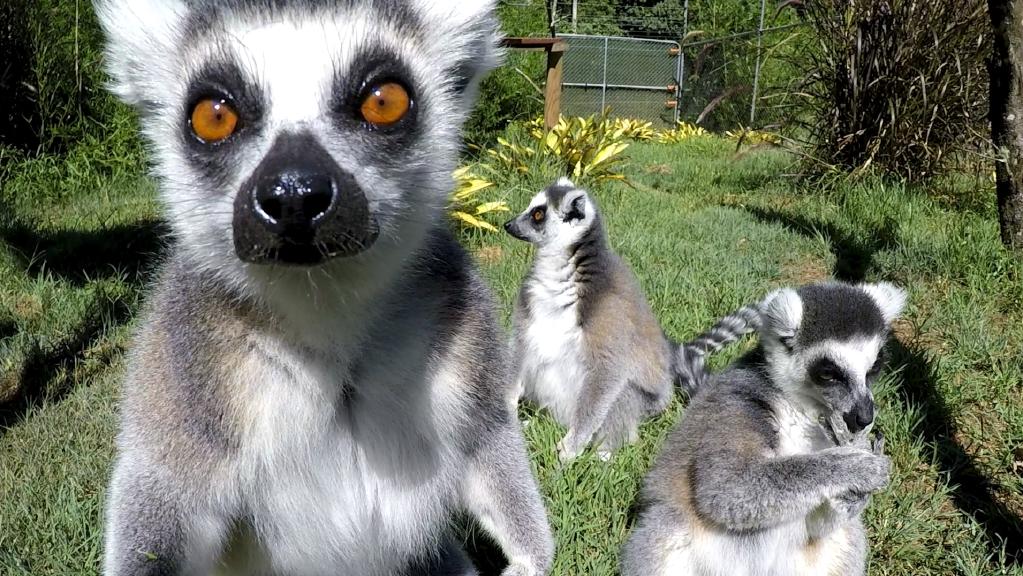 Lemurs Poppy, Dominique and Fleur at Wildlife HQ zoo on the Sunshine Coast. Lemurs Poppy, Dominique and Fleur at Wildlife HQ zoo on the Sunshine Coast.