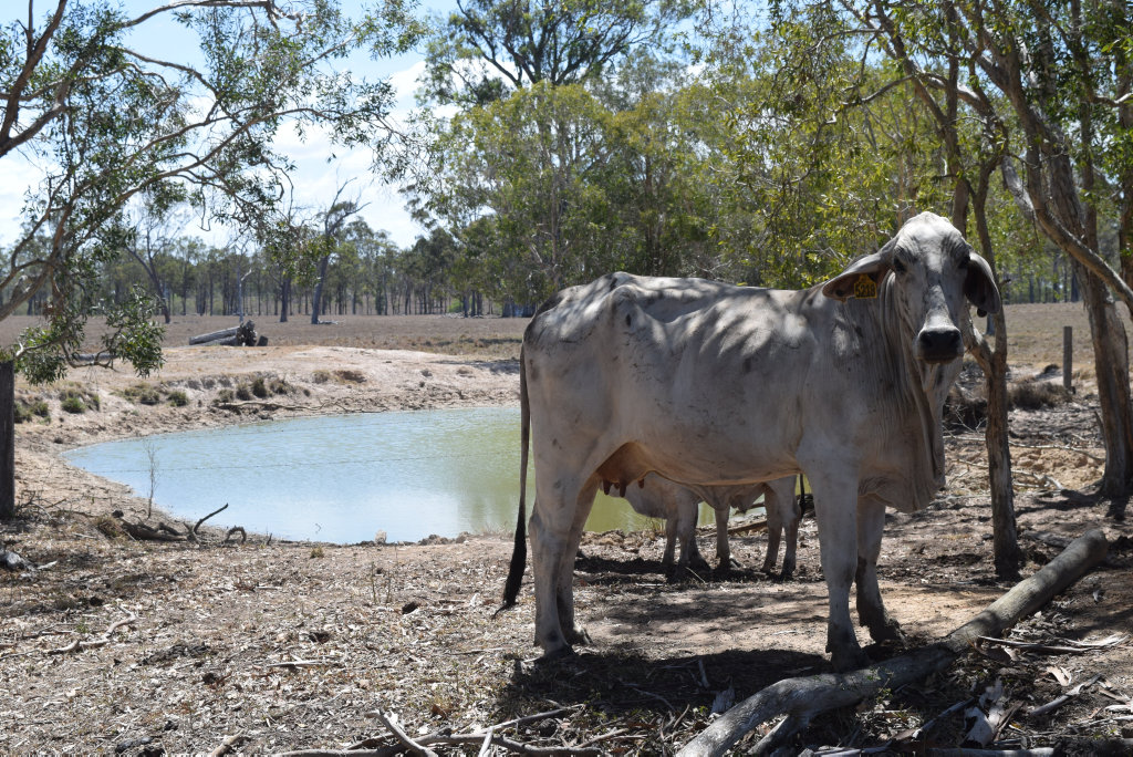 DESPERATE: Royce Sommerfeld's cattle are being fed salt licks and molasses to keep them alive in the dry. DESPERATE: Royce Sommerfeld's cattle are being fed salt licks and molasses to keep them alive in the dry.