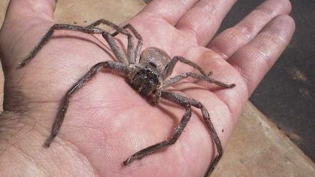 Huntsman spiders: the secret weapon to kill them
