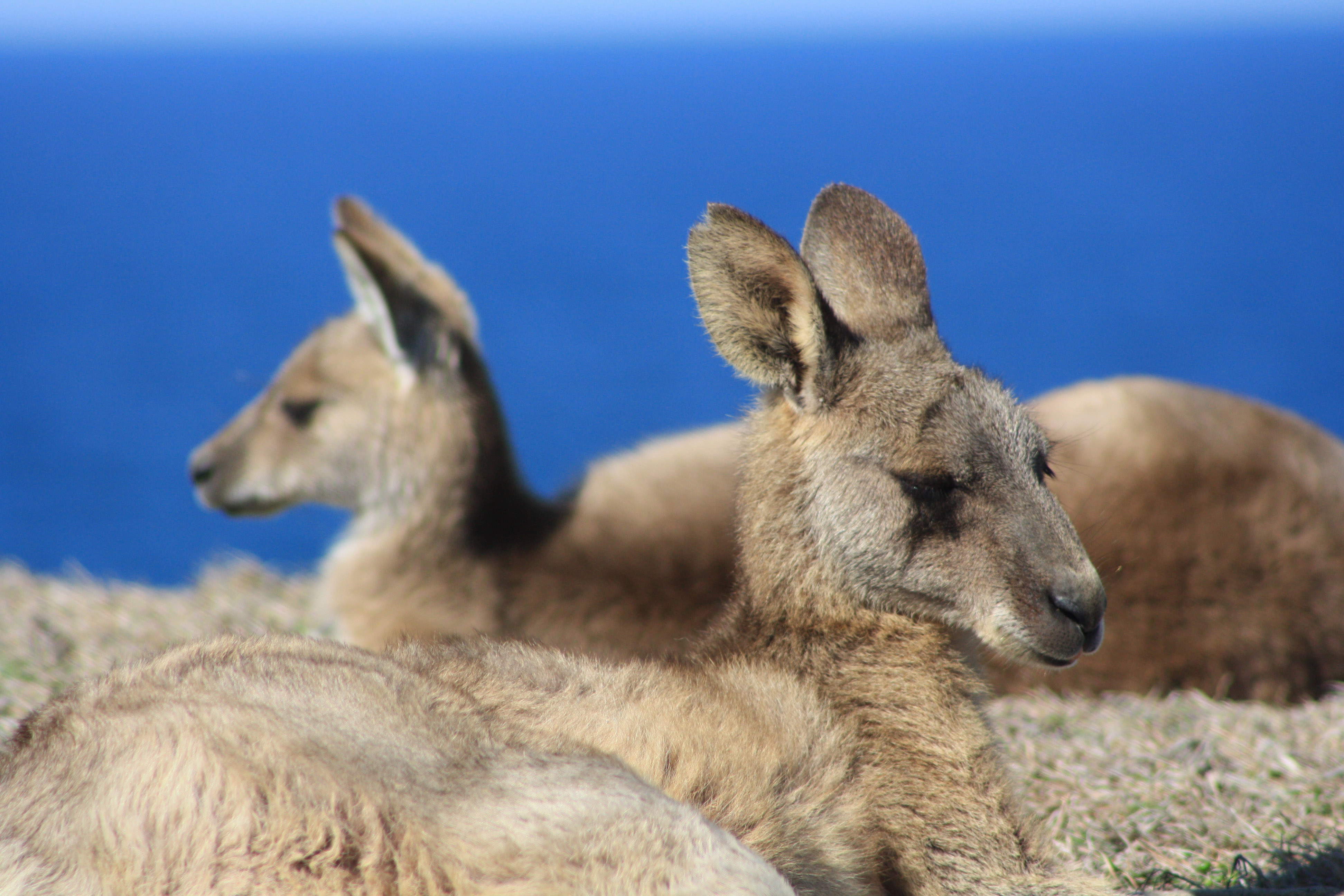 Kangaroos by the Ocean - User Contributed